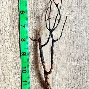 Raw black coral branch